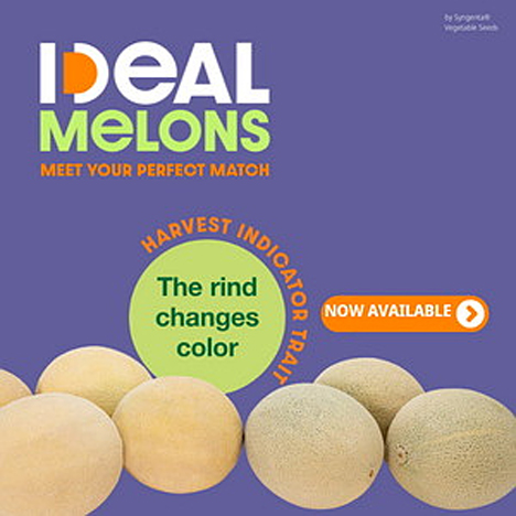 Spotlights 2023: Schlaue Schale - Neue IDEAL Melons von Syngenta